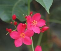 Tiny Pink Flowers