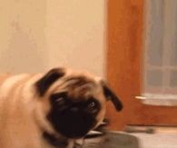 Say that to my face!