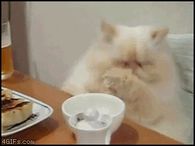 Funny Cat