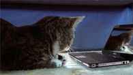 Funny Cat Reaction