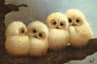 Cute Baby Owls