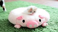 Adorable Kitten