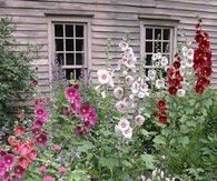 Cottage Garden