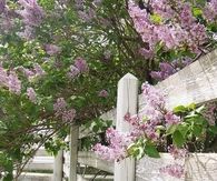 Purple Lilacs Along White Fence