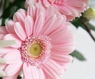 Pink Gerber Daisies