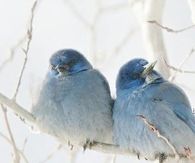 Pair of Blue Birds