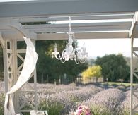 Dining in the Lavender Field