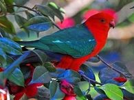 Australian King Parrot!!