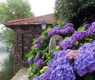Purple Hydrangeas
