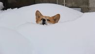 dog in the snow