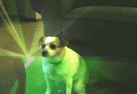 disco dog