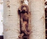 Stuck Dog
