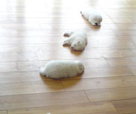 sleeping puppies