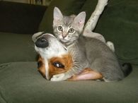 Cat and Dog