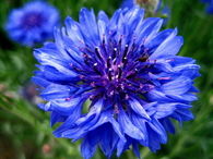 Blue Bachelor Button