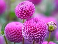 Pink Dahlias