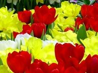 Tulips and Daffodils