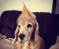 Mohawk Dog