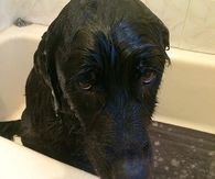 no more baths please