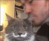 funny cat