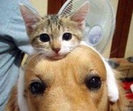 Dog and Kitten