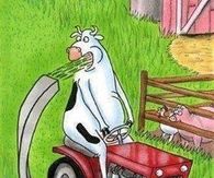 fast food for cows