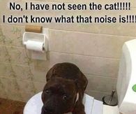 Funny dog