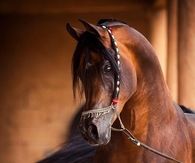 Chocolate brown beauty