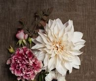 Pretty flowers