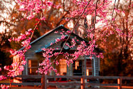 Pink blossom flowers