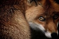 Eyes of the fox