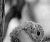 Japanese Flying Squirrel
