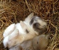 Sleeping Bunnies