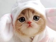 Kitty in Bunny Suit