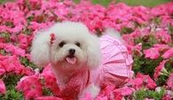 Bichon Frise & Petunias