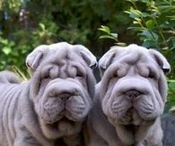 Pair of Shar Pei