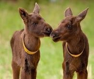 Moose Babies