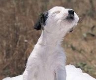 Bath Howl