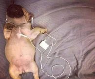 Puppy listening to music