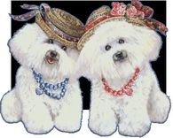 Bichon Frise Gif