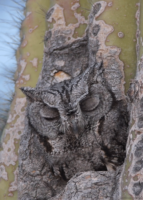 Owl Camouflage