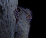 Sloth Turning His Head