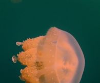 Jellyfish