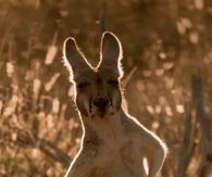 Kangaroo scratching his belly