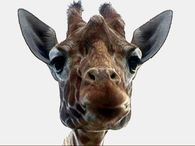 Chewing Giraffe