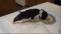 Puppy tipping over