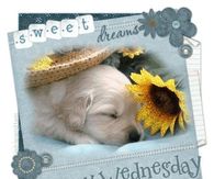 Happy Wednesday