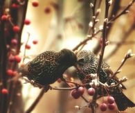 Bird kiss