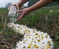 Jar of daisies