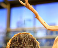 Sunflower bird feeder